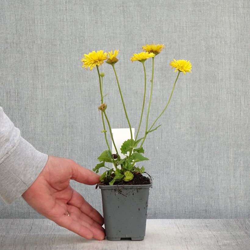 Doronicum orientale Finesse - Doronico orientale Vasetto da 8/9 cm esemplare consegnato in primavera