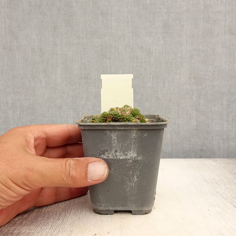 Esemplare di Draba aizoides - Draba gialla Vasetto da 7/8 cm consegnato in estate
