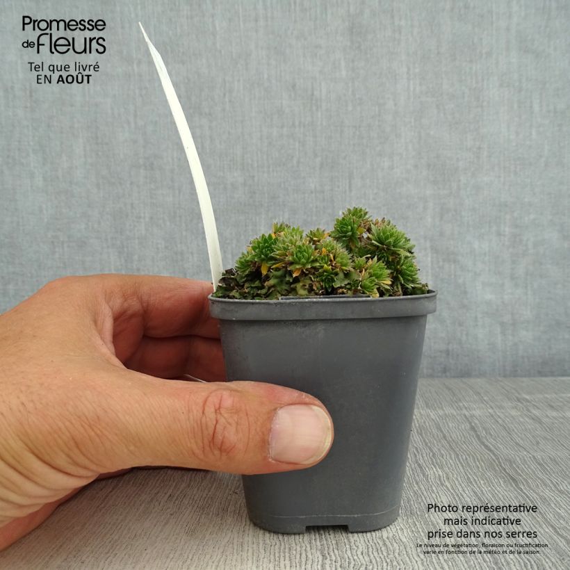 Esemplare di Draba sakurai Vasetto da 8/9 cm consegnato in estate