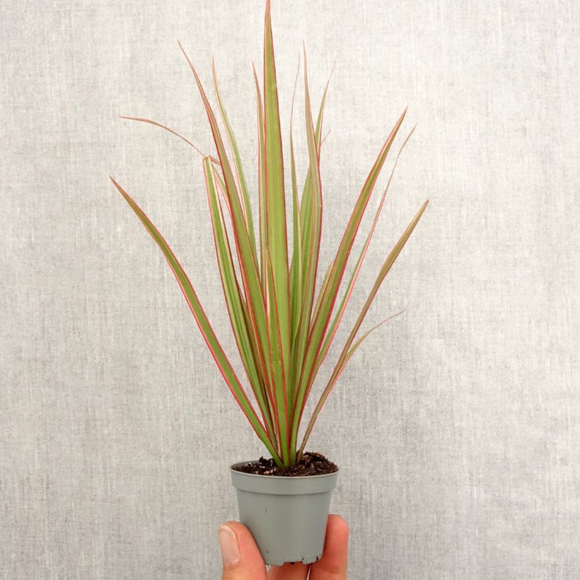 Dracaena Bicolor - Tronchetto della Felicità Mini-plante esemplare consegnato in primavera