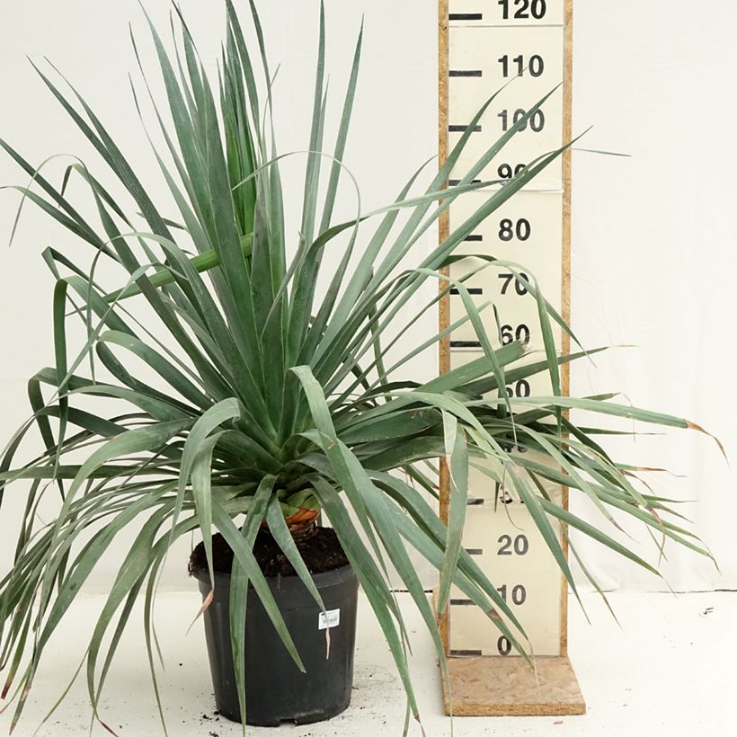 Esemplare di Dracaena draco - Albero del drago Vaso da 18L/20L consegnato in estate