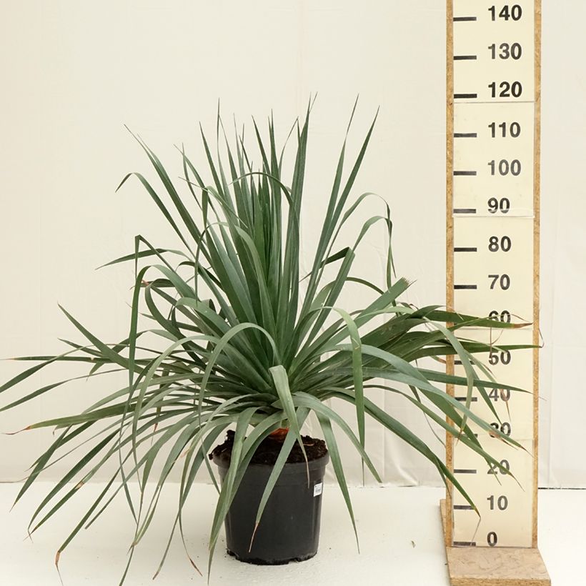 Dracaena draco - Albero del drago Vaso da 18L/20L esemplare consegnato in primavera