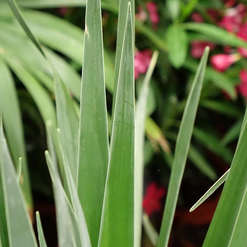Dracaena draco - Albero del drago (Fogliame)