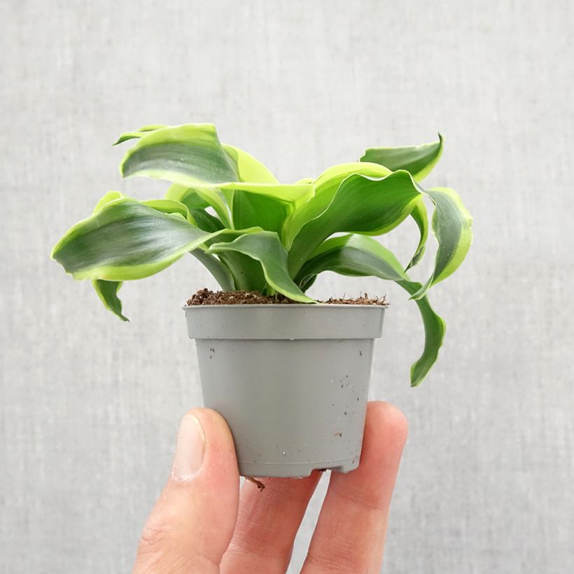 Dracaena Dragontree Tornado - Tronchetto della Felicità Mini-plante esemplare consegnato in primavera