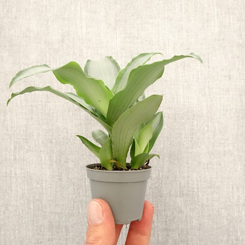 Dracaena Hawaii - Tronchetto della Felicità Mini-plante esemplare consegnato in primavera