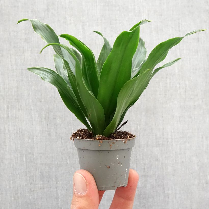 Dracaena Janet Craig - Tronchetto della Felicità Mini-plante esemplare consegnato in primavera