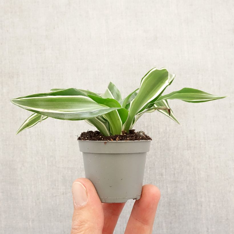 Dracaena Kanzi - Tronchetto della Felicità Mini-plante esemplare consegnato in primavera