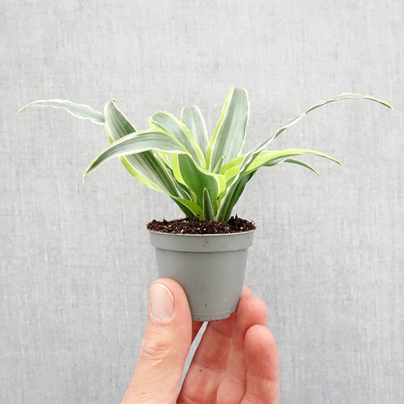 Dracaena Lemon Surprise - Tronchetto della Felicità Mini-plante esemplare consegnato in primavera