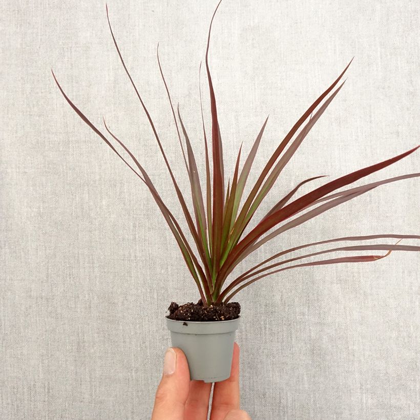 Dracaena Magenta - Tronchetto della Felicità Mini-plante esemplare consegnato in primavera