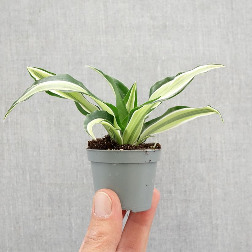 Dracaena Malaika - Tronchetto della Felicità Mini-plante esemplare consegnato in primavera