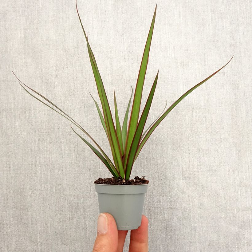 Dracaena marginata - Tronchetto della Felicità Mini-plante esemplare consegnato in primavera