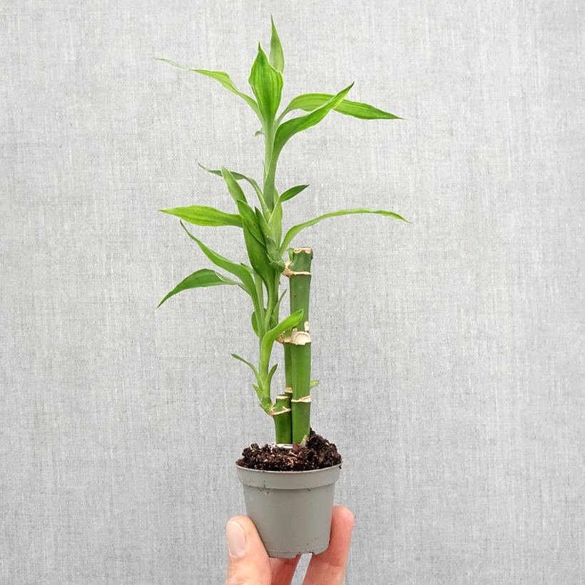 Dracaena sanderiana - Lucky bamboo - Motte 5 cm x 7 cm esemplare consegnato in primavera
