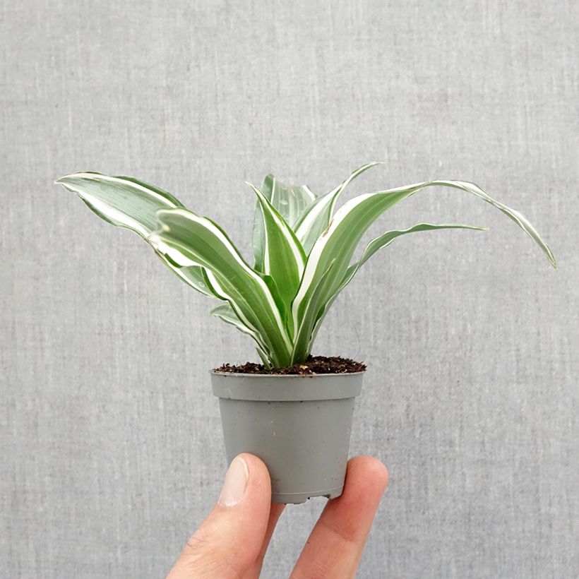 Dracaena White Jewel - Tronchetto della Felicità Mini-plante esemplare consegnato in primavera