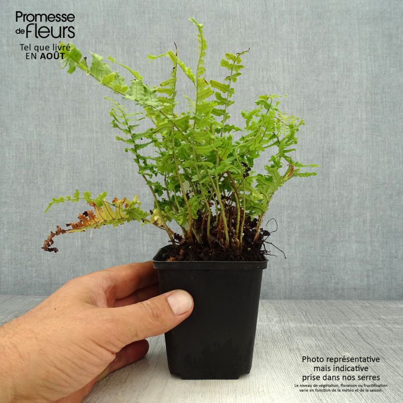 Esemplare di Dryopteris affinis Cristata Vasetto da 8/9 cm consegnato in estate
