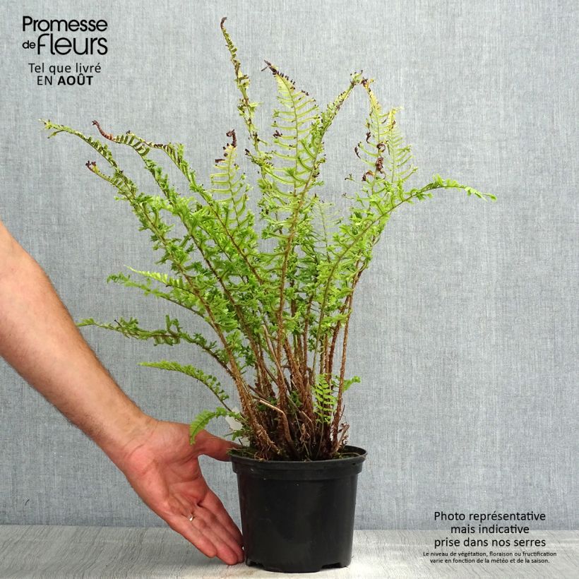 Esemplare di Dryopteris affinis Cristata Vaso da 2L/3L consegnato in estate