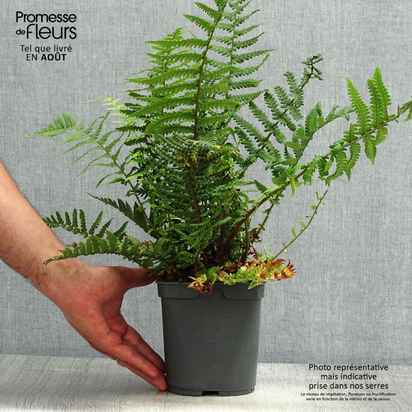 Esemplare di Dryopteris affinis Vaso da 2L/3L consegnato in estate