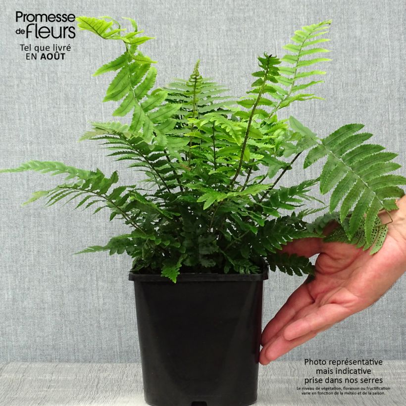 Esemplare di Dryopteris cycadina Vaso da 2L/3L consegnato in estate