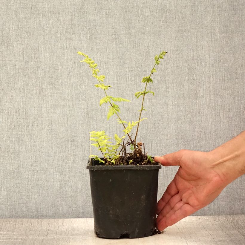 Esemplare di Dryopteris carthusiana - Felce certosina Vaso da 2L/3L consegnato in estate