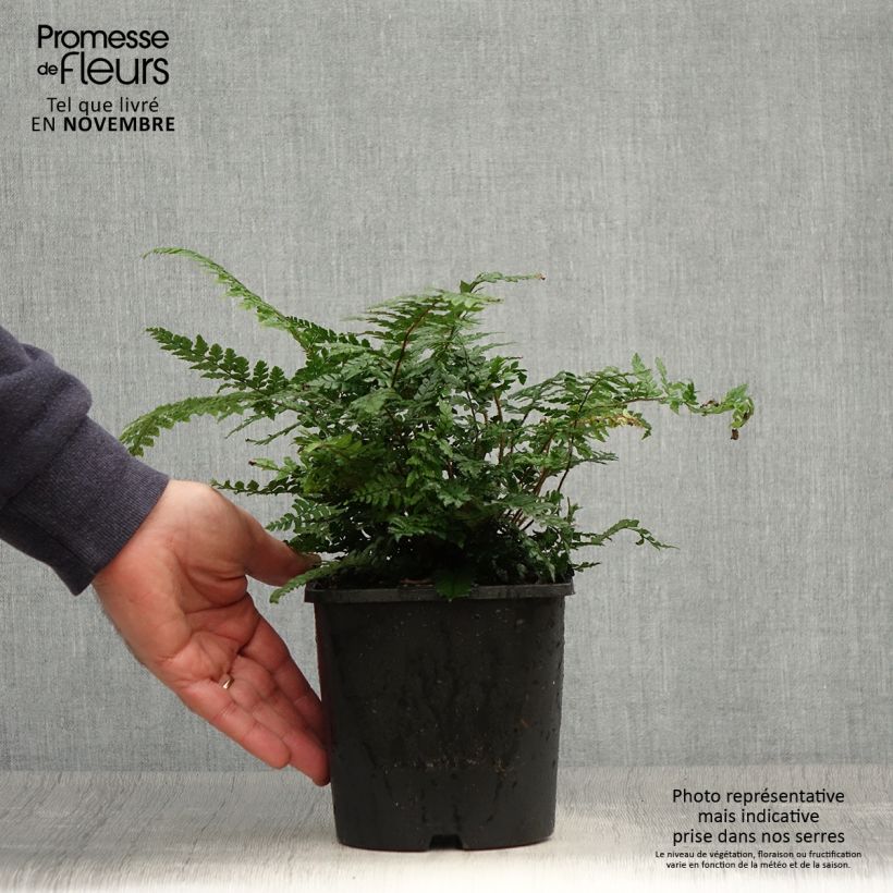 Esemplare di Dryopteris championii Vaso da 2L/3L come consegnato in autunno