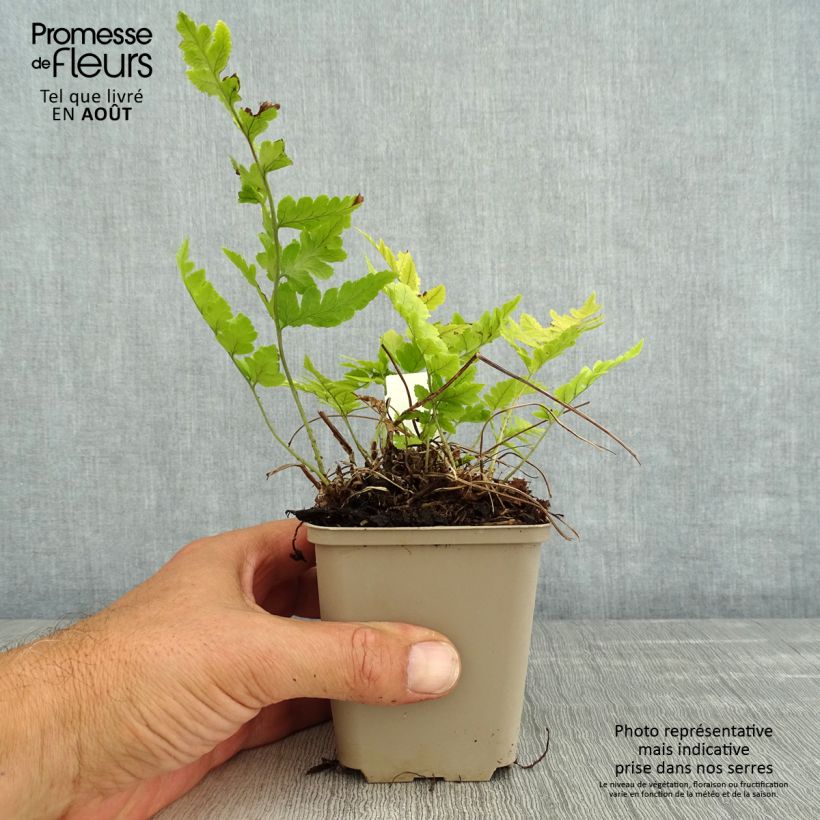 Esemplare di Dryopteris clintoniana Vasetto da 8/9 cm consegnato in estate