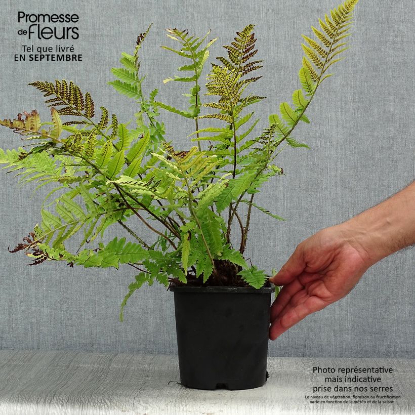 Esemplare di Dryopteris coreano-montana Vaso da 2L/3L consegnato in estate