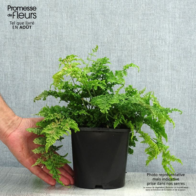 Esemplare di Dryopteris dilatata Crispa Whiteside - Felce dilatata Vaso da 2L/3L consegnato in estate
