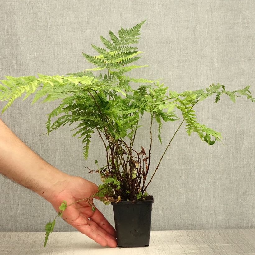 Esemplare di Dryopteris dilatata - Felce dilatata Vasetto da 8/9 cm consegnato in estate