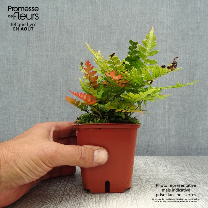 Esemplare di Dryopteris erythrosora Prolifica Vasetto da 8/9 cm consegnato in estate