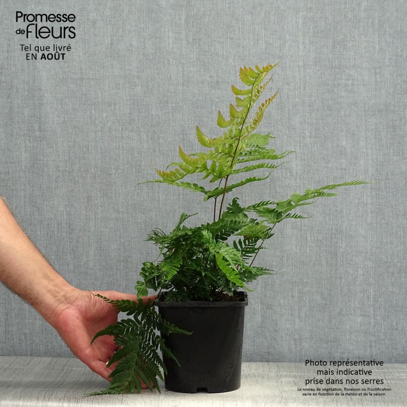 Esemplare di Dryopteris erythrosora Prolifica Vaso da 2L/3L consegnato in estate