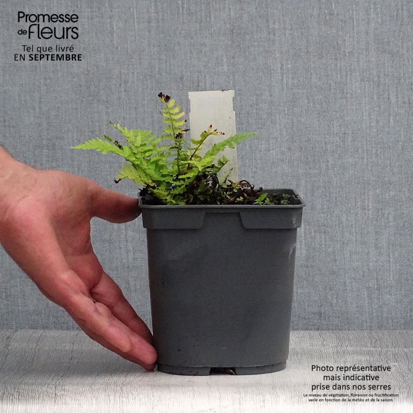 Esemplare di Dryopteris filix-mas - Felce maschio Vaso da 2L/3L consegnato in estate