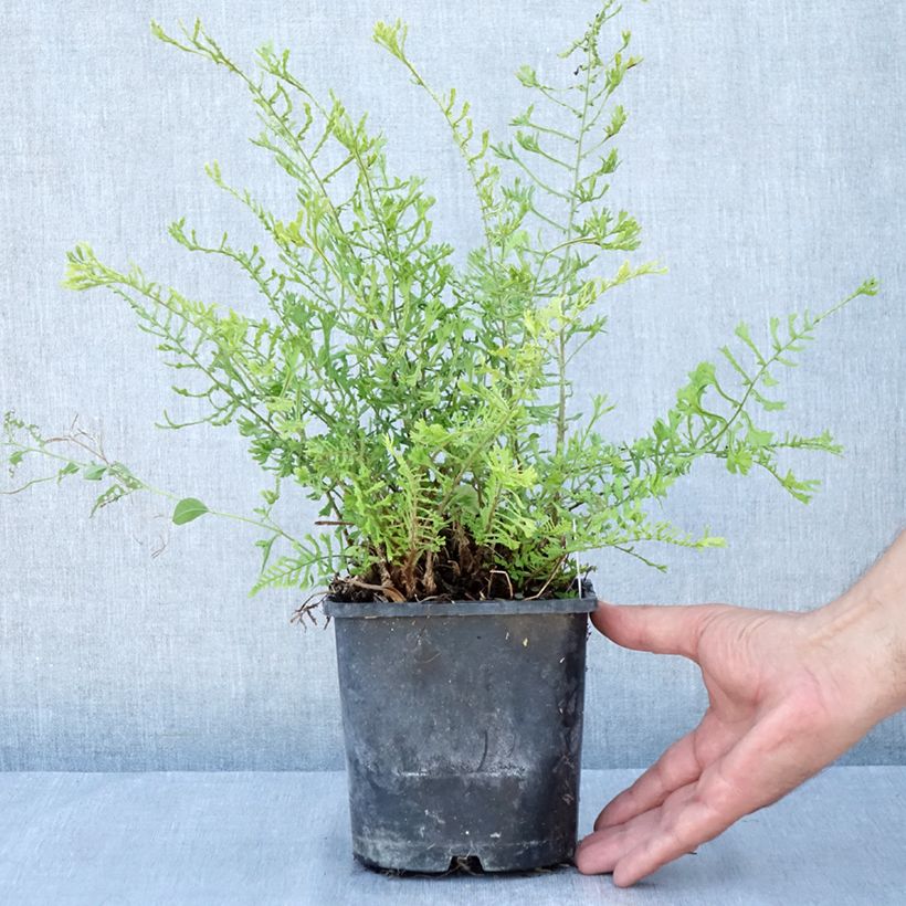 Esemplare di Dryopteris filix-mas Linearis Polydactyla - Felce maschio Vaso da 2L/3L consegnato in estate