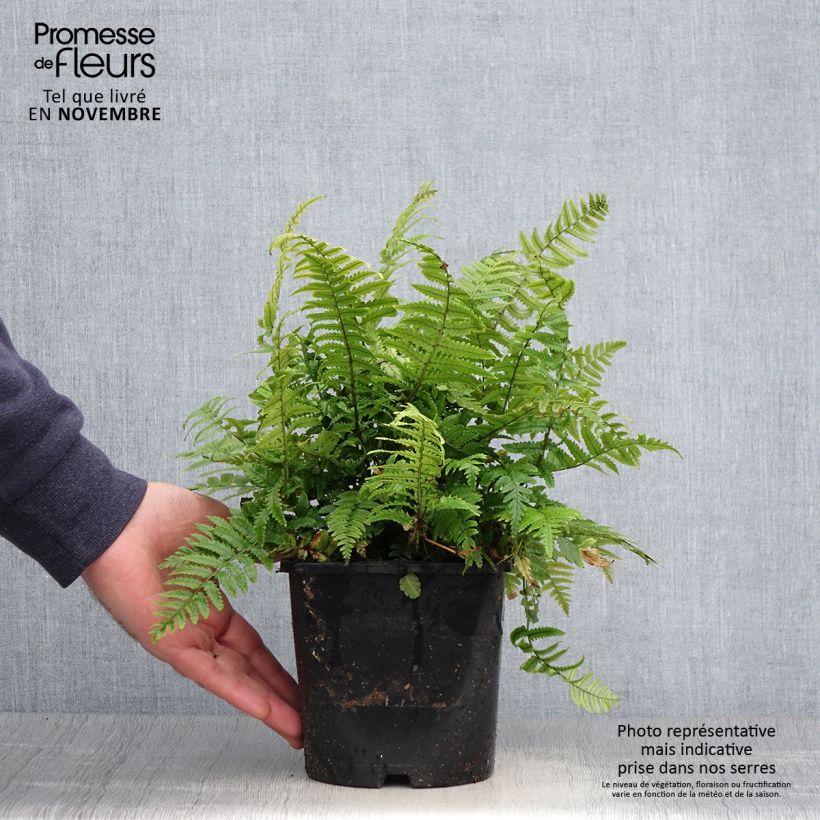 Esemplare di Dryopteris kuratae Vaso da 2L/3L come consegnato in autunno