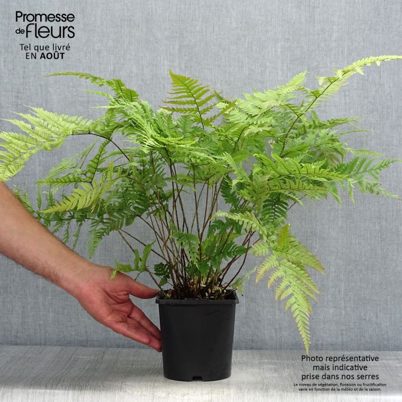 Esemplare di Dryopteris lepidopoda Vaso da 2L/3L consegnato in estate