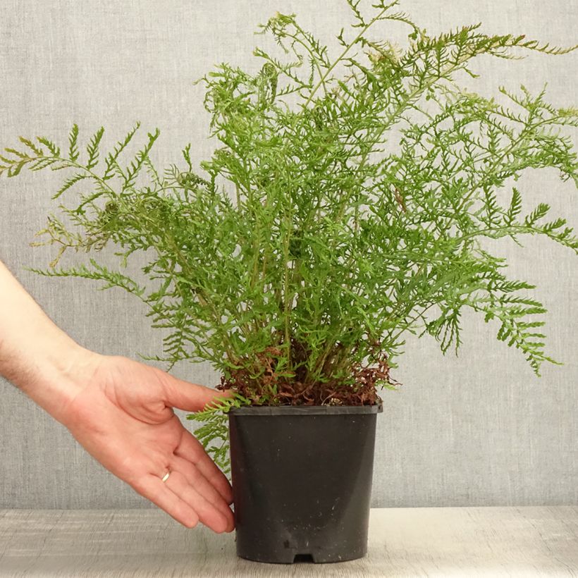 Dryopteris filix-mas Linearis Polydactyla - Felce maschio Vaso da 2L/3L esemplare consegnato in primavera