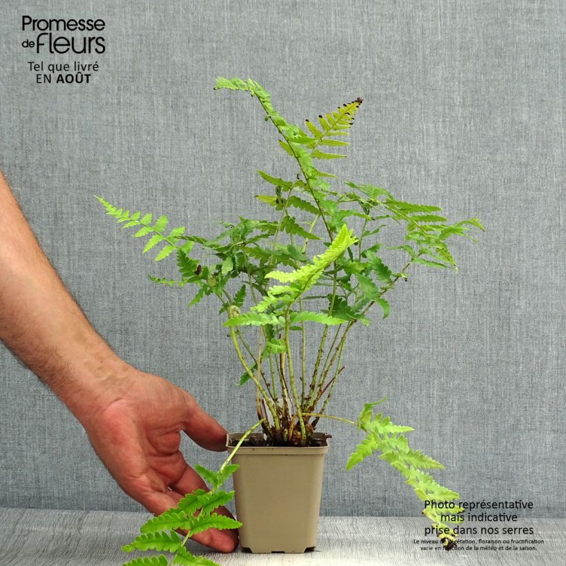 Esemplare di Dryopteris ludoviciana Vasetto da 8/9 cm consegnato in estate