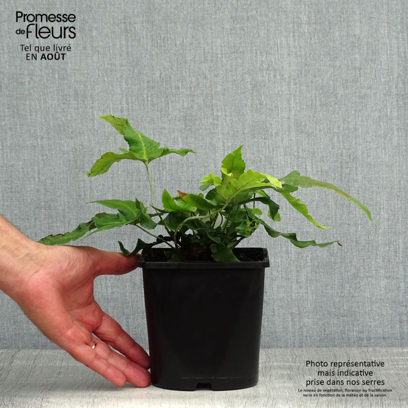 Esemplare di Dryopteris sieboldii Vaso da 2L/3L consegnato in estate