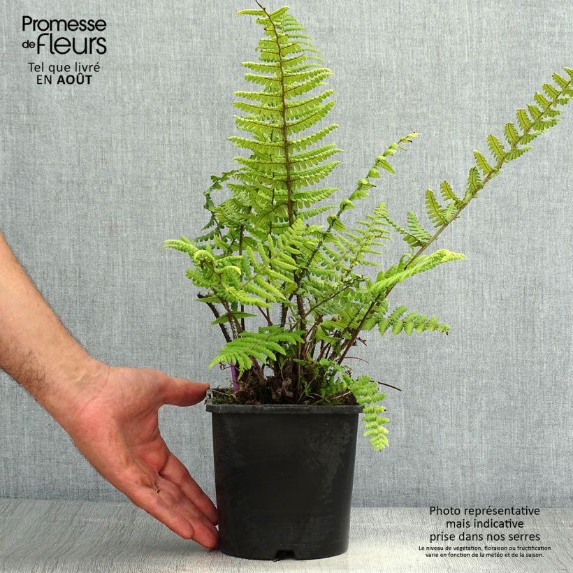 Esemplare di Dryopteris wallichiana Vaso da 2L/3L consegnato in estate