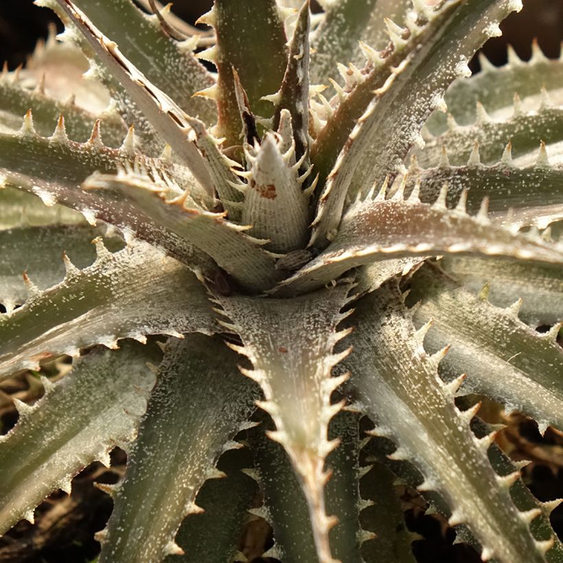Dyckia Grand Marnier (Fogliame)