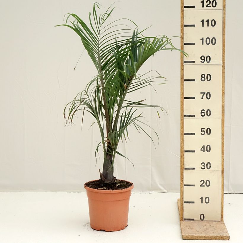 Dypsis decaryi - Palma triangolo Vaso da 7,5L/10L esemplare consegnato in primavera
