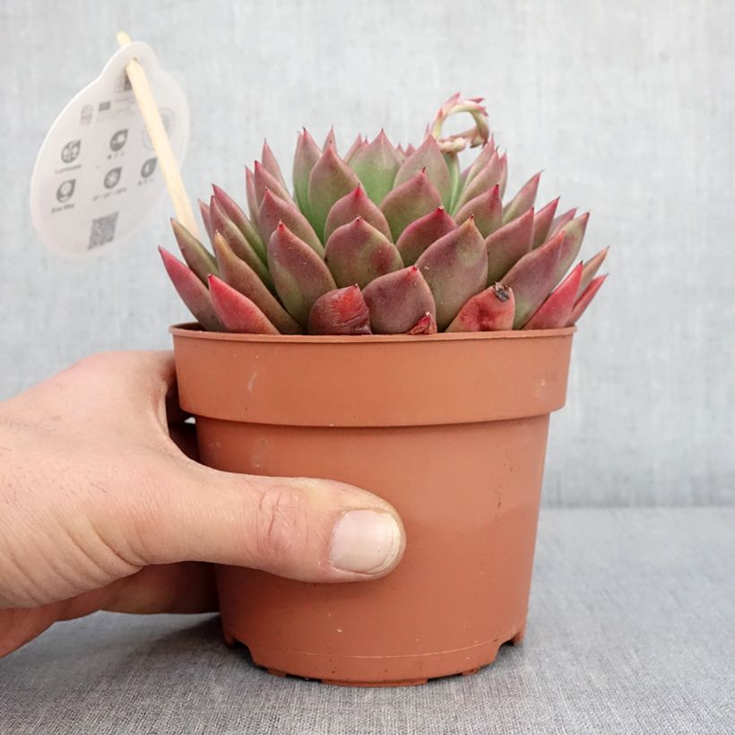 Echeveria agavoides Vaso da 1L/1,5L esemplare consegnato in inverno