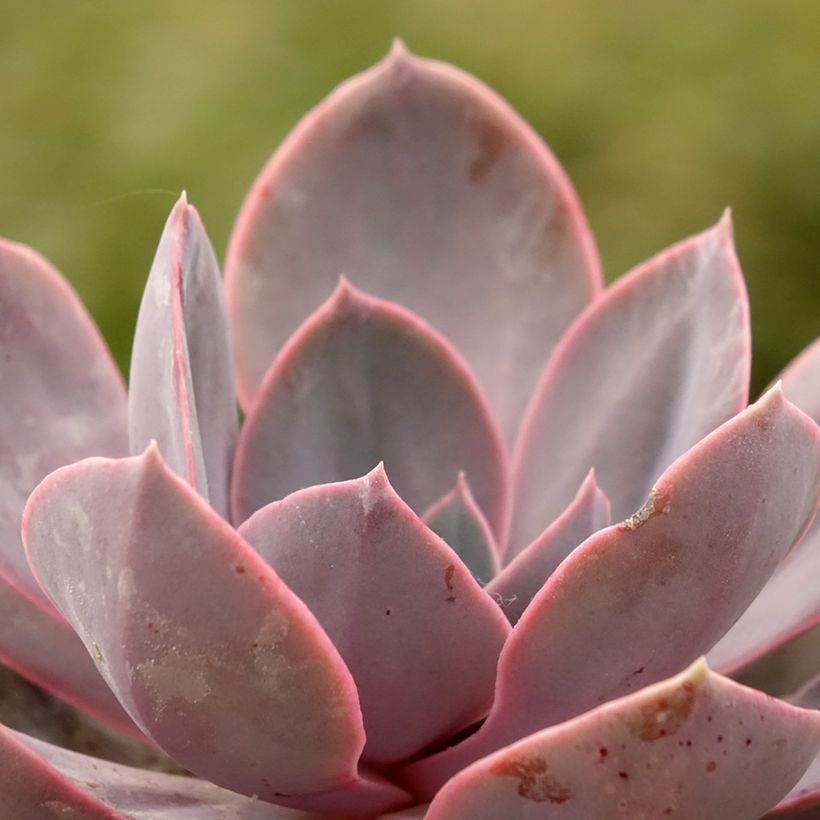 Echeveria Perle Von Nürnberg (Fogliame)
