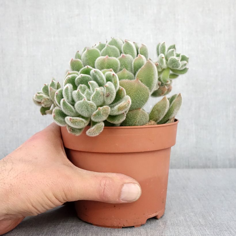 Echeveria setosa Vaso da 1L/1,5L esemplare consegnato in inverno