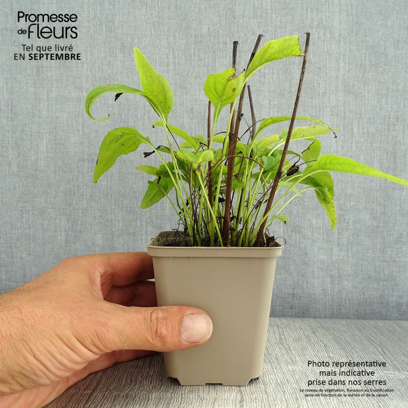 Esemplare di Echinacea purpurea Avalanche Vasetto da 8/9 cm consegnato in estate