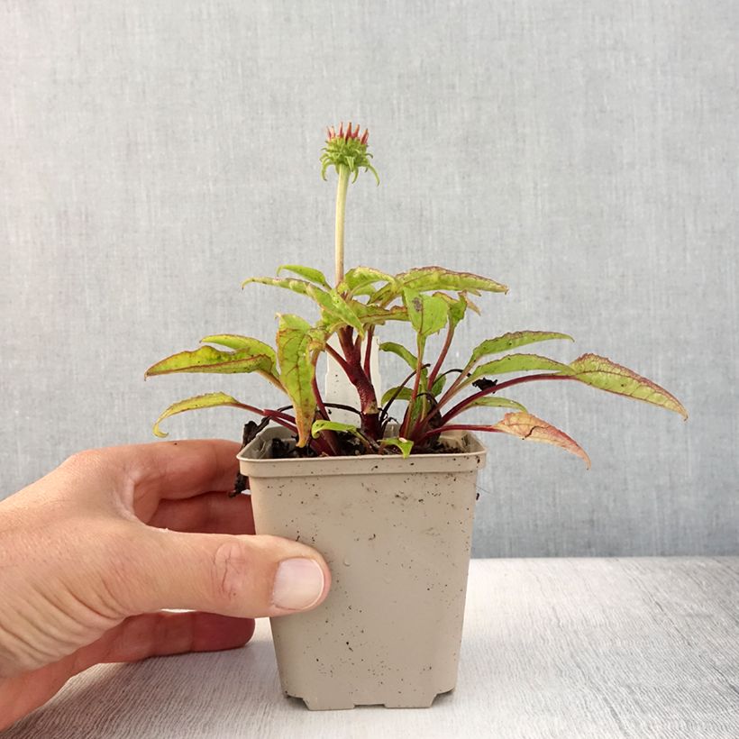 Esemplare di Echinacea purpurea Cheyenne Spirit Vasetto da 8/9 cm consegnato in estate
