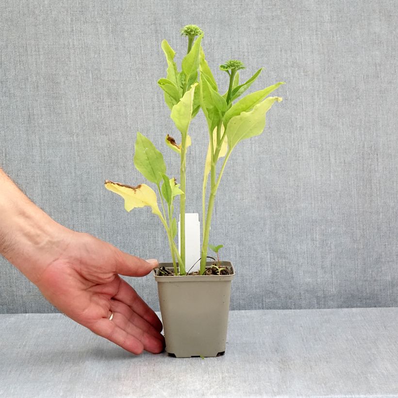 Esemplare di Echinacea purpurea Chiquita Vasetto da 8/9 cm consegnato in estate