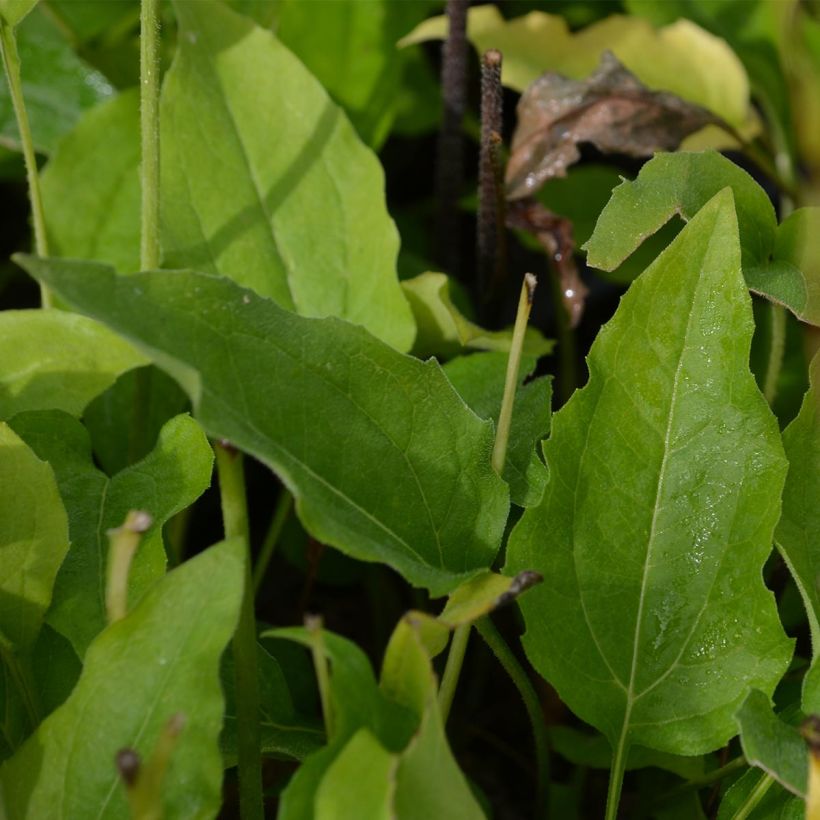Echinacea purpurea Coconut Lime (Fogliame)
