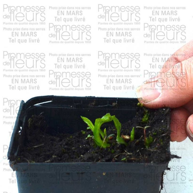 Esempio di esemplare Echinacea purpurea Coupe Soleil Vasetto da 8/9 cm come consegnato