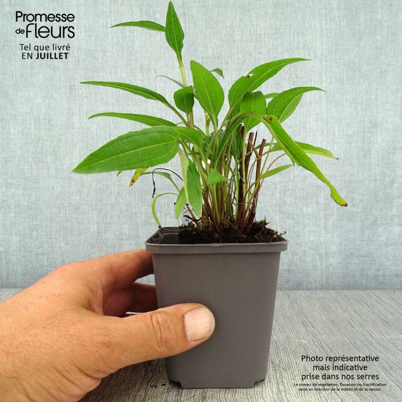 Esemplare di Echinacea Dark Shadows Wicked Vasetto da 8/9 cm consegnato in estate