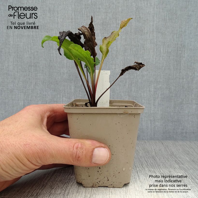 Esemplare di Echinacea purpurea Eccentric Vasetto da 8/9 cm come consegnato in autunno