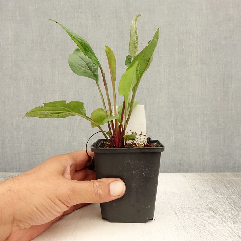 Esemplare di Echinacea purpurea Fatal Attraction Vasetto da 8/9 cm consegnato in estate